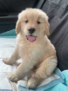 golden retriever puppies k