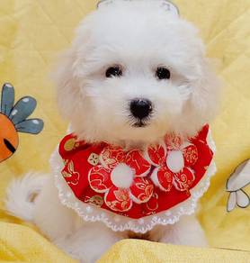 Maltipoo