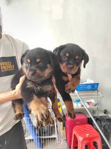 Rottweiler male female only