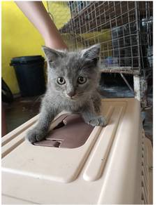 kucing bsh mix scottish