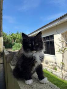 domestic long hair (DLH) mix
