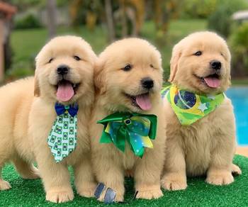 golden retriever 1