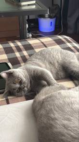 BSH British shorthair Female