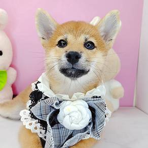 Shiba