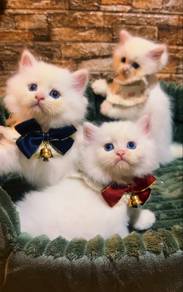 fluffy kitten