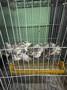 anak puyuh mini murah2