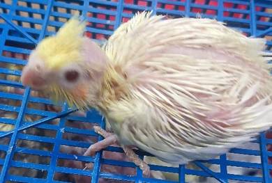 lutino cockatiel 