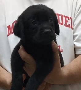 Labrador 