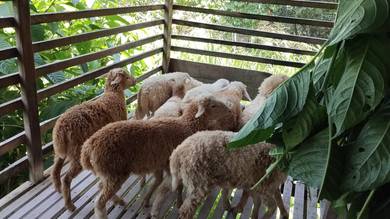 kambing biri biri 8 ekor