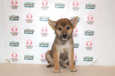 x45 Charming Shiba Dog