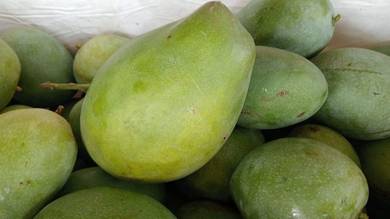 Pokok mangga harum manis, chokanan