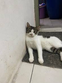 kucing untuk di lepaskan