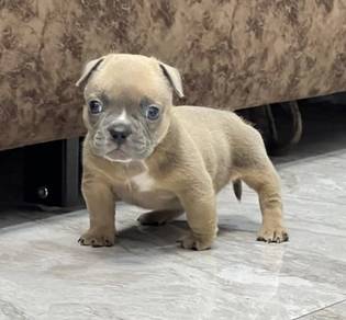 AMERICAN BULLY PUPPIES D93 🐻 Available Exotic