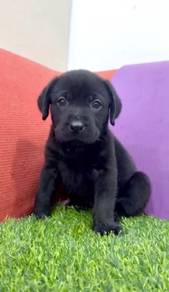 Labrador retriever mka