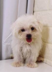 J0529 Maltese White Round Face Cute Puppy