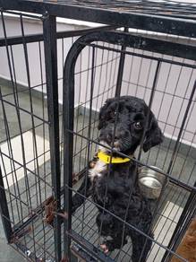 poodle female 