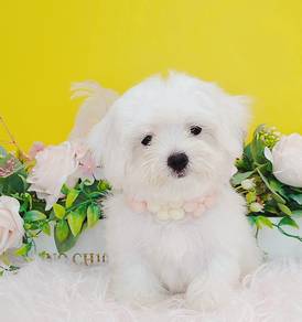 Maltese