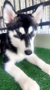 husky Cuties available now