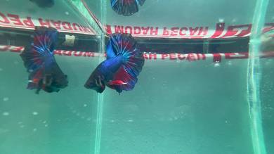 betta fish
