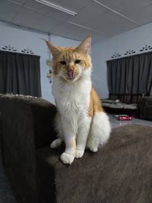 Mainecoon