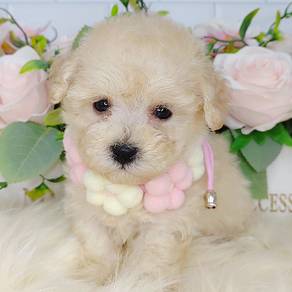Poodle