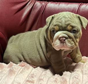 ENGLISH BULLDOG PUPPIES Female C034