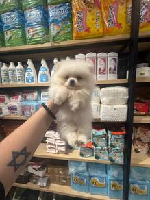 Pomeranian puppy