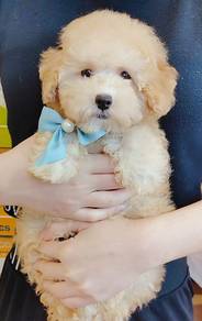 Poodle