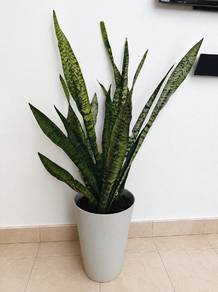 pokok lidah jin snake plant lidah mertua