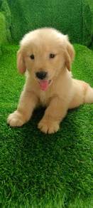 Golden Retriever Puppy