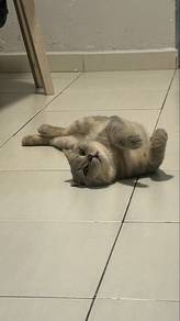 scottish Fold & Americal Curl