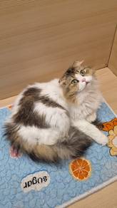 Kucing Scottish Fold Untuk Dijual 