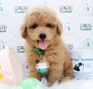 Poodle