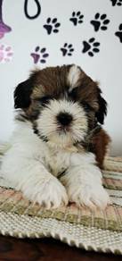 shihtuz 