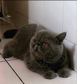 pure Blue Exotic shorthair