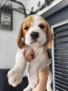 Beagle tri color girl mka