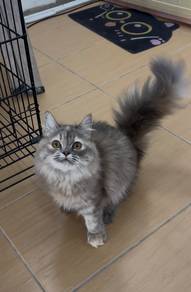 Persian mix