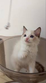 female ragdoll rehome