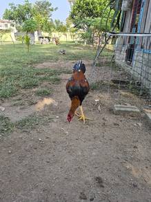 ayam siam jenis pakoy
