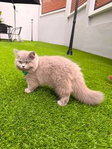 British Short Hair Kitten Blue