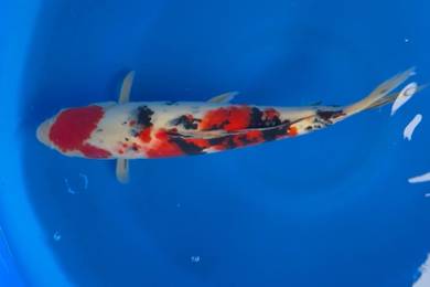 Japan Koi