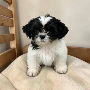 Shih tzu