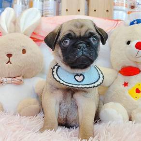 Pug