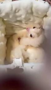 sugar glider