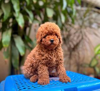 cavapoo6