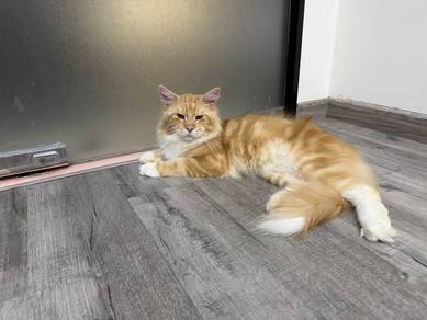 Maine Coon Rehome