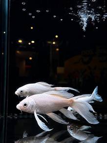 White Butterfly Koi