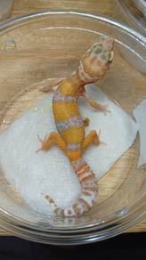 Leopard Gecko