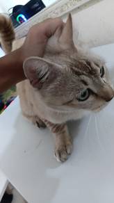 Scottish Bengal mix breed