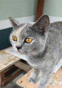 Kucing BSH